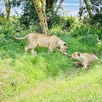 lions
