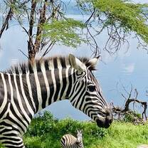 zebra