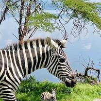 zebra