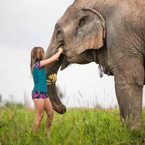 Volunteer at the elephant sanctuary excursion