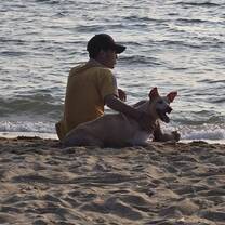 Relaxing at the beach is a break from the shelter for the dogs