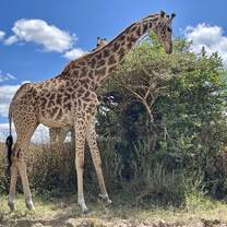 giraffe
