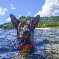 Dog Swimming Thailand