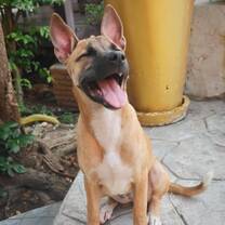 Puppy Care