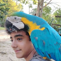Volunteer with a macaw parrot in his shoulder