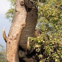 Elephant wrapping its trunk in a tree