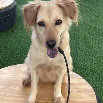 Creamy has survived cancer, snake bites and more to thrive with training