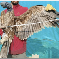 A volunteer supports veterinary doctors in caring for rescued birds, assisting with medical treatment and ensuring their recovery. Their teamwork plays a crucial role in the birds' well-being and rehabilitation.