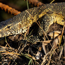 Reptile