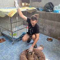 A dog at the shelter receiving medical care