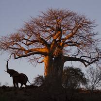 Elephant in Makuleke Baobab tree 