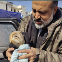A volunteer gently nurtures a rescued bird, offering care and comfort. With patience and compassion, they help in its recovery, playing a vital role in giving it a second chance at life.