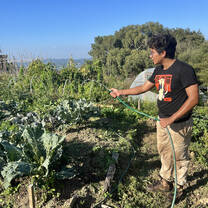 Watering in volunteering