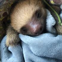 Baby Sloth
