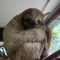 Sloth