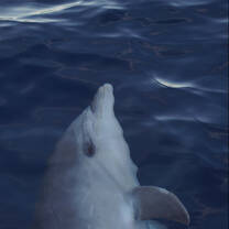 Bottlenose dolphin