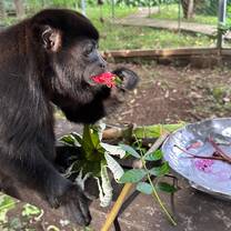 Monkey