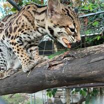 ocelot