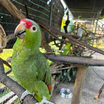 Parrot