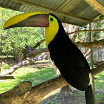 Tucan