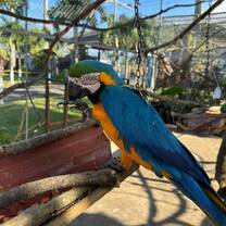 Parrot
