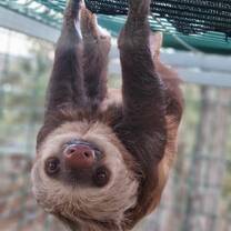 Sloth
