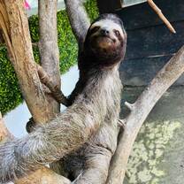 Rescue Sloth