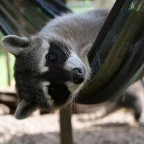 Racoon