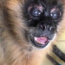 Monkey