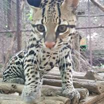 Ocelot