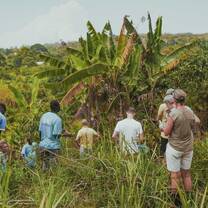 Volunteers looking at Matooke