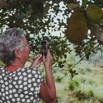 Older volunteer taking picture of local tree