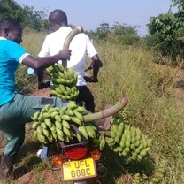 2 men on a motorcycle with bananas