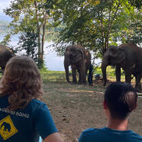Students observe elephants