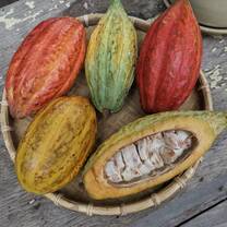 Cacao fruit in a basket, one if dissected so you can see the white cacao pods