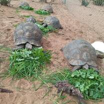 Volunteers feeding our tortoises