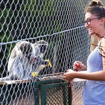Volunteer feeding our monkeys 