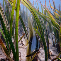 Babies hiding in the seagrass
