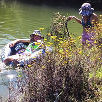 Taking out taaibos from our dam