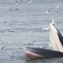 Bryde's whale is breaching the surface and birds flock around