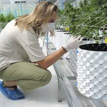 A gloved and masked student examines a cannabis under sterile conditions