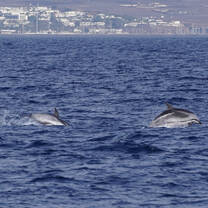 Stripped dolphins jumping