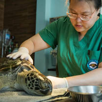 A vet examines a sea turtle
