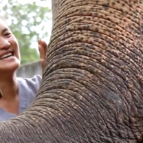 Vet caresses an elephant