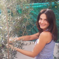 picking olives
