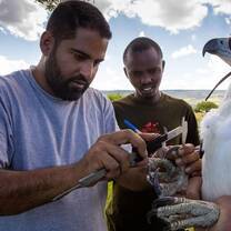 Volunteer measuring a martial eagle talon