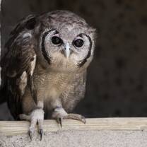 Verreaux's Eagle Owl