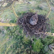 Verreaux's Eagle Owl nest