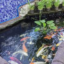 ornamental fish in english school philippines boracay