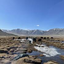Yak Pasture Land